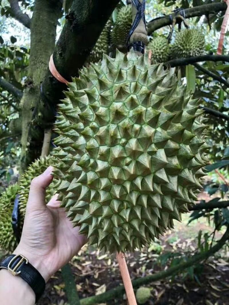 泰国金枕