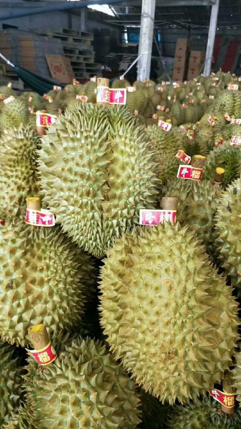 泰国金枕