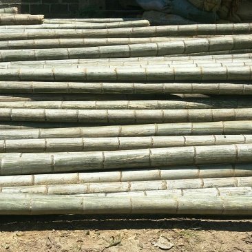 大量出售楠竹