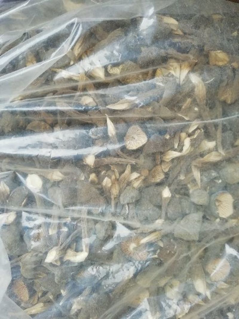 优质黑皮鸡枞干品