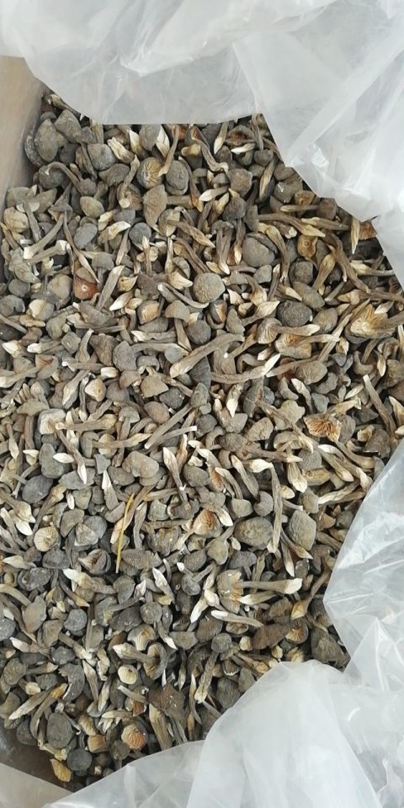 优质黑皮鸡枞干品
