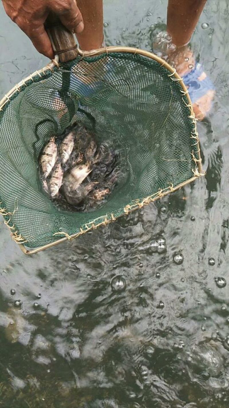 桂花鱼鱼苗斑桂鱼苗鳜鱼苗饲料桂花鱼苗桂花鱼苗场