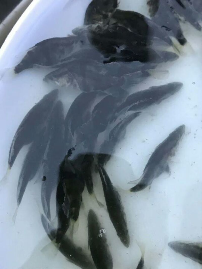 桂花鱼苗鳜鱼苗翘嘴桂花鱼苗广东桂花鱼苗