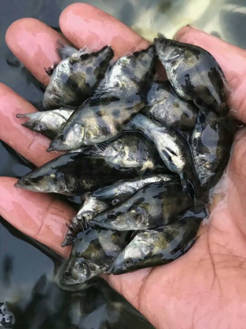 桂花鱼苗鳜鱼苗翘嘴桂花鱼苗广东桂花鱼苗