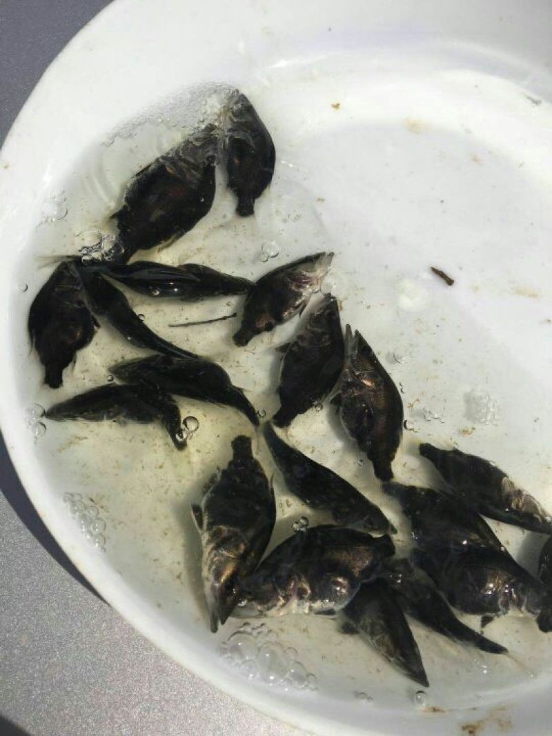 桂花鱼苗鳜鱼苗翘嘴桂花鱼苗广东桂花鱼苗