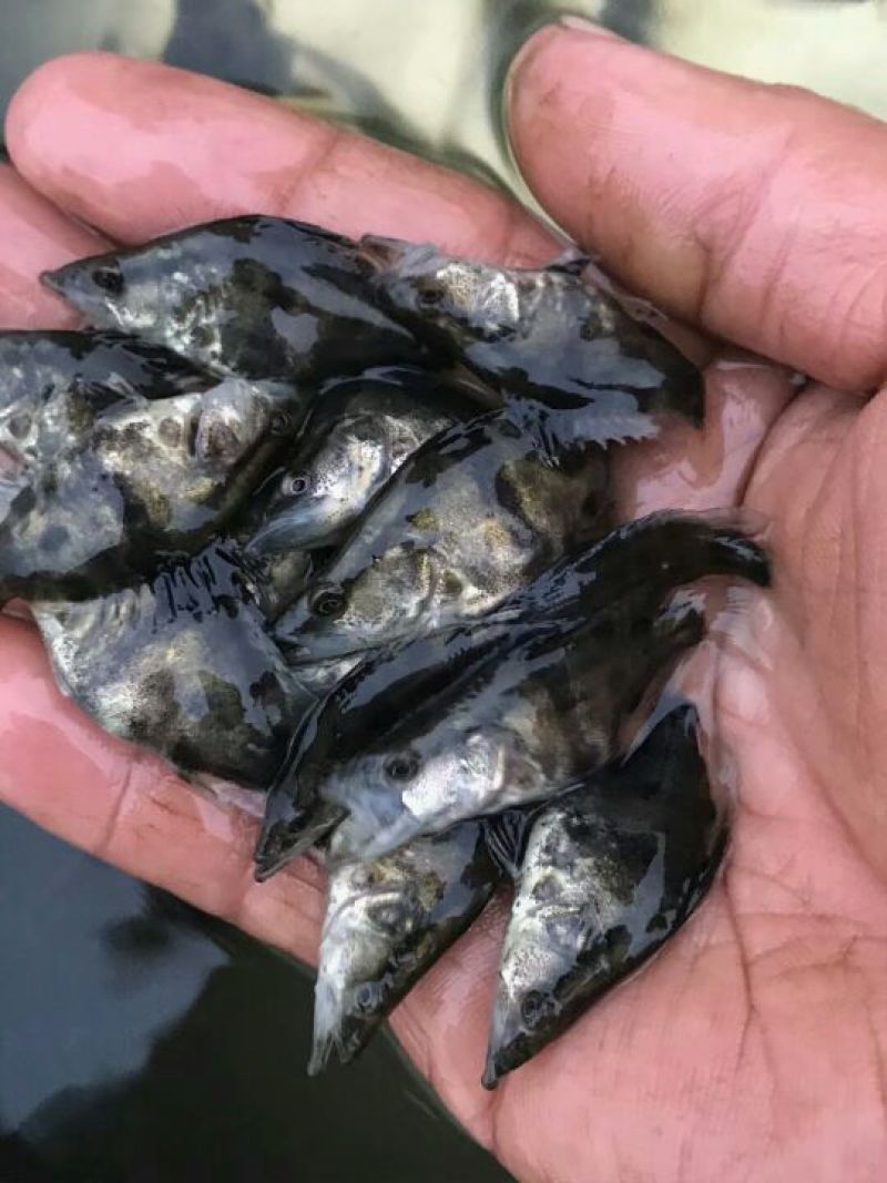 桂花鱼苗鳜鱼苗翘嘴桂花鱼苗广东桂花鱼苗