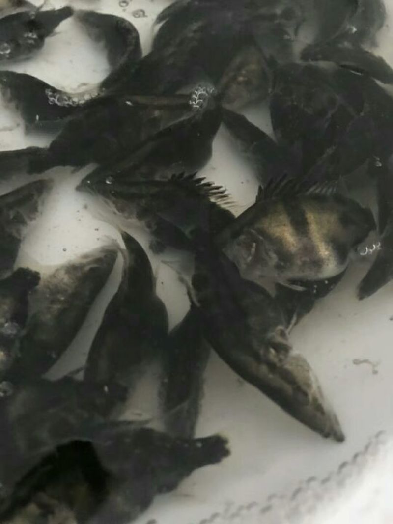 桂花鱼苗鳜鱼苗翘嘴桂花鱼苗广东桂花鱼苗