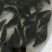 桂花鱼苗鳜鱼苗翘嘴桂花鱼苗广东桂花鱼苗
