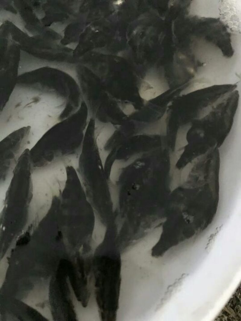 桂花鱼苗鳜鱼苗翘嘴桂花鱼苗广东桂花鱼苗