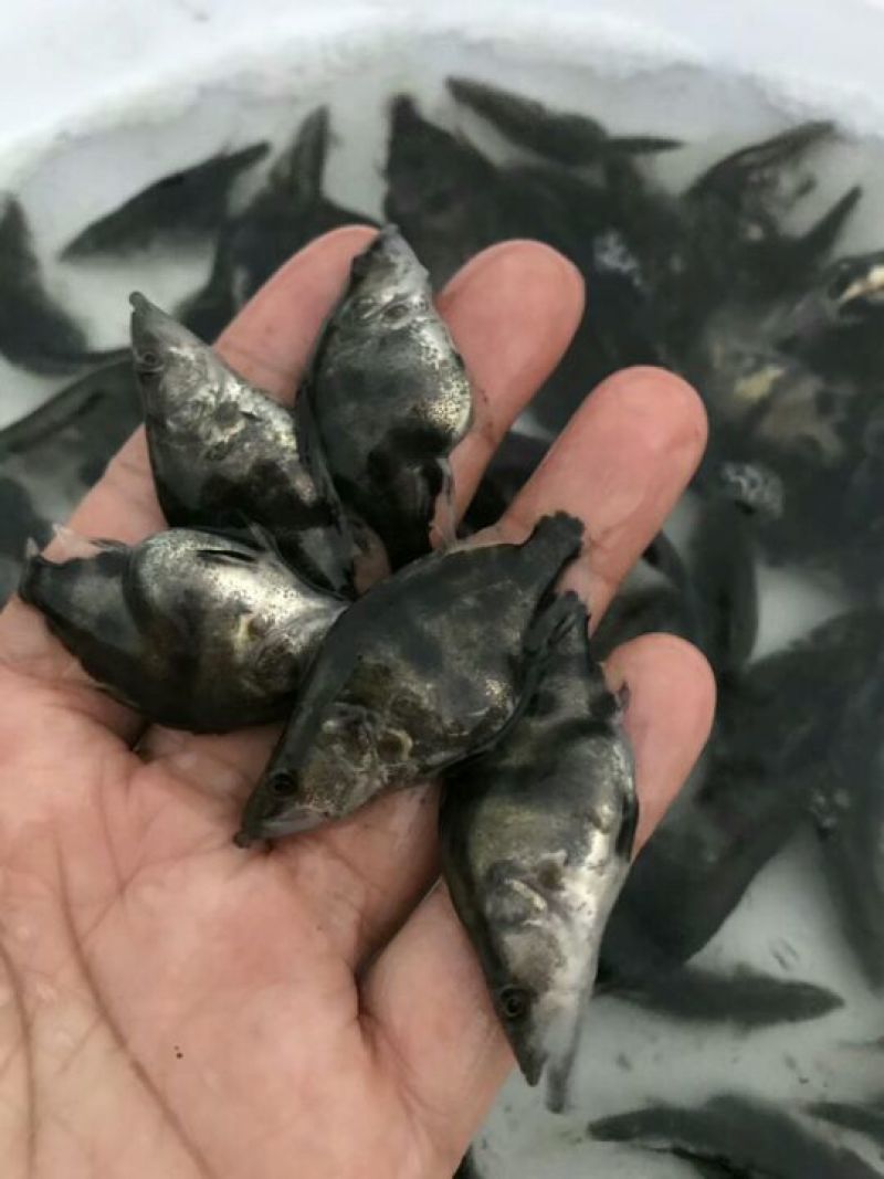 桂花鱼苗鳜鱼苗翘嘴桂花鱼苗广东桂花鱼苗