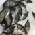 桂花鱼苗鳜鱼苗翘嘴桂花鱼苗广东桂花鱼苗