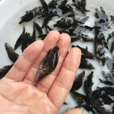 桂鱼苗桂花鱼苗场斑桂鱼苗桂花鱼苗场桂花鱼