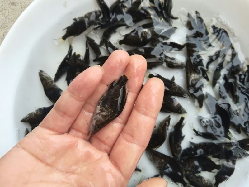 桂鱼苗桂花鱼苗场斑桂鱼苗桂花鱼苗场桂花鱼