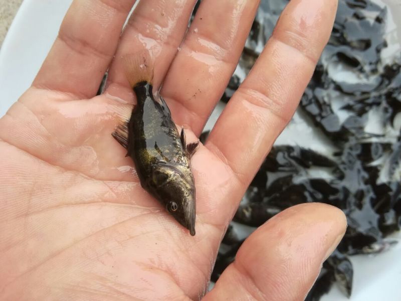 桂鱼苗桂花鱼苗场斑桂鱼苗桂花鱼苗场桂花鱼