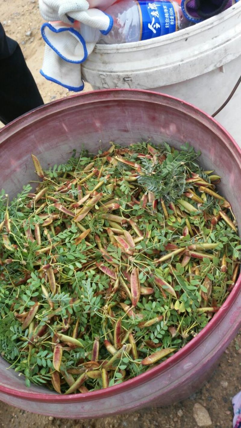 【柠条籽】产地直销！货源充足！常年供应！欢迎电话咨询订货