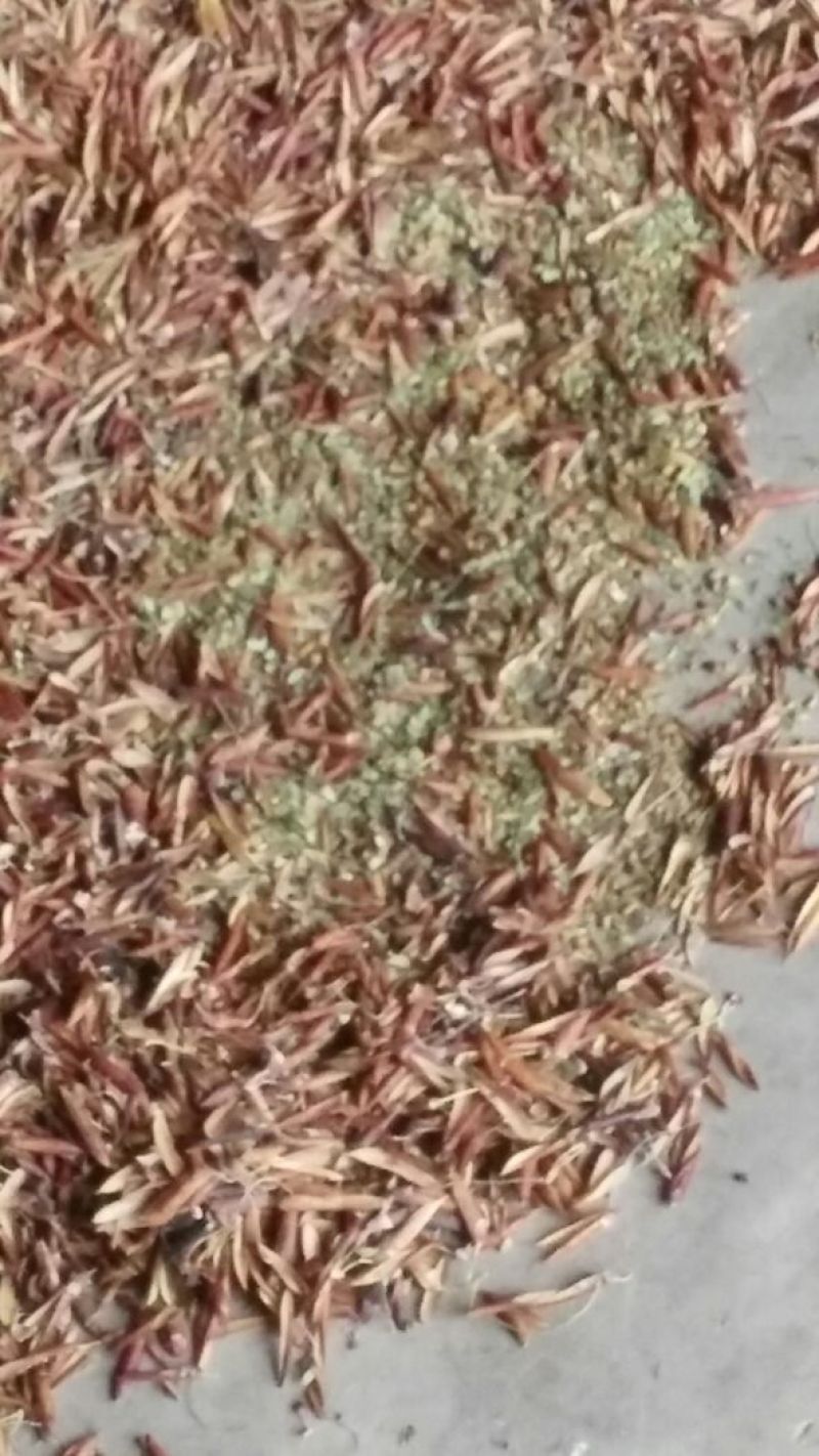 【柠条籽】产地直销！货源充足！常年供应！欢迎电话咨询订货
