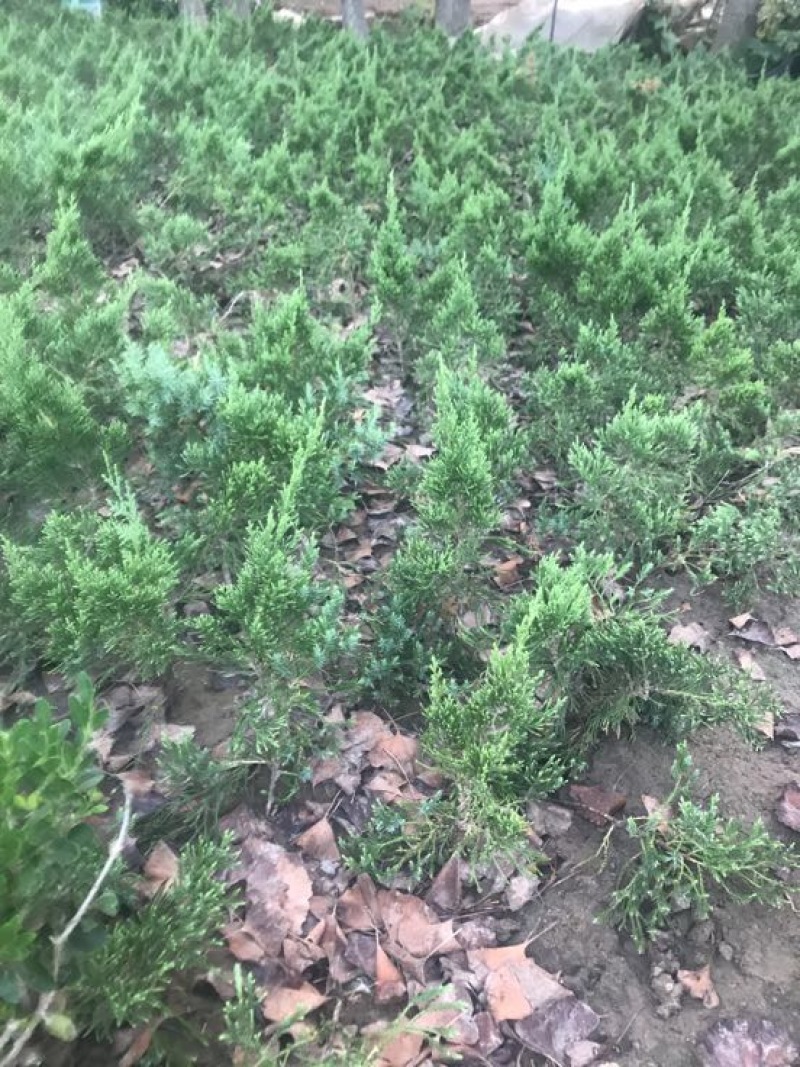 龙柏苗龙柏基地直销规格齐全提供发票