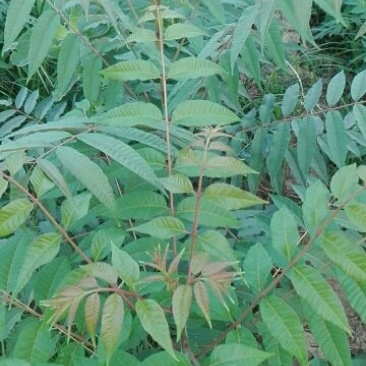 香春芽