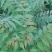 香春芽