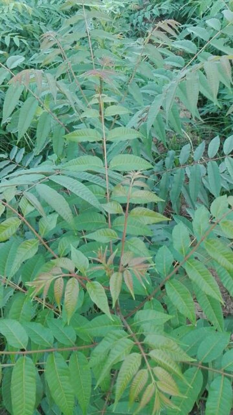 香春芽