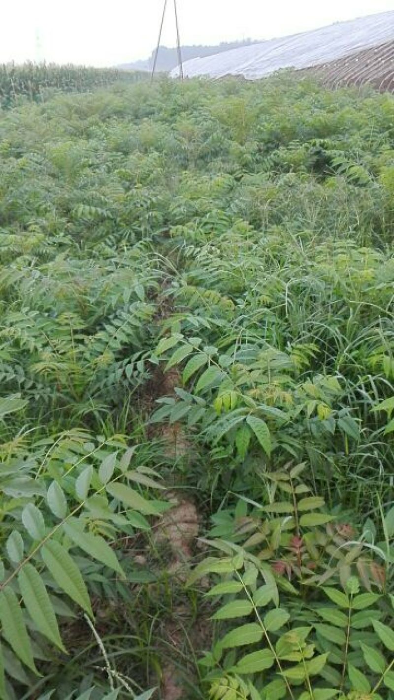 香春芽