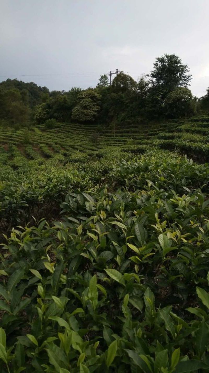 普洱茶