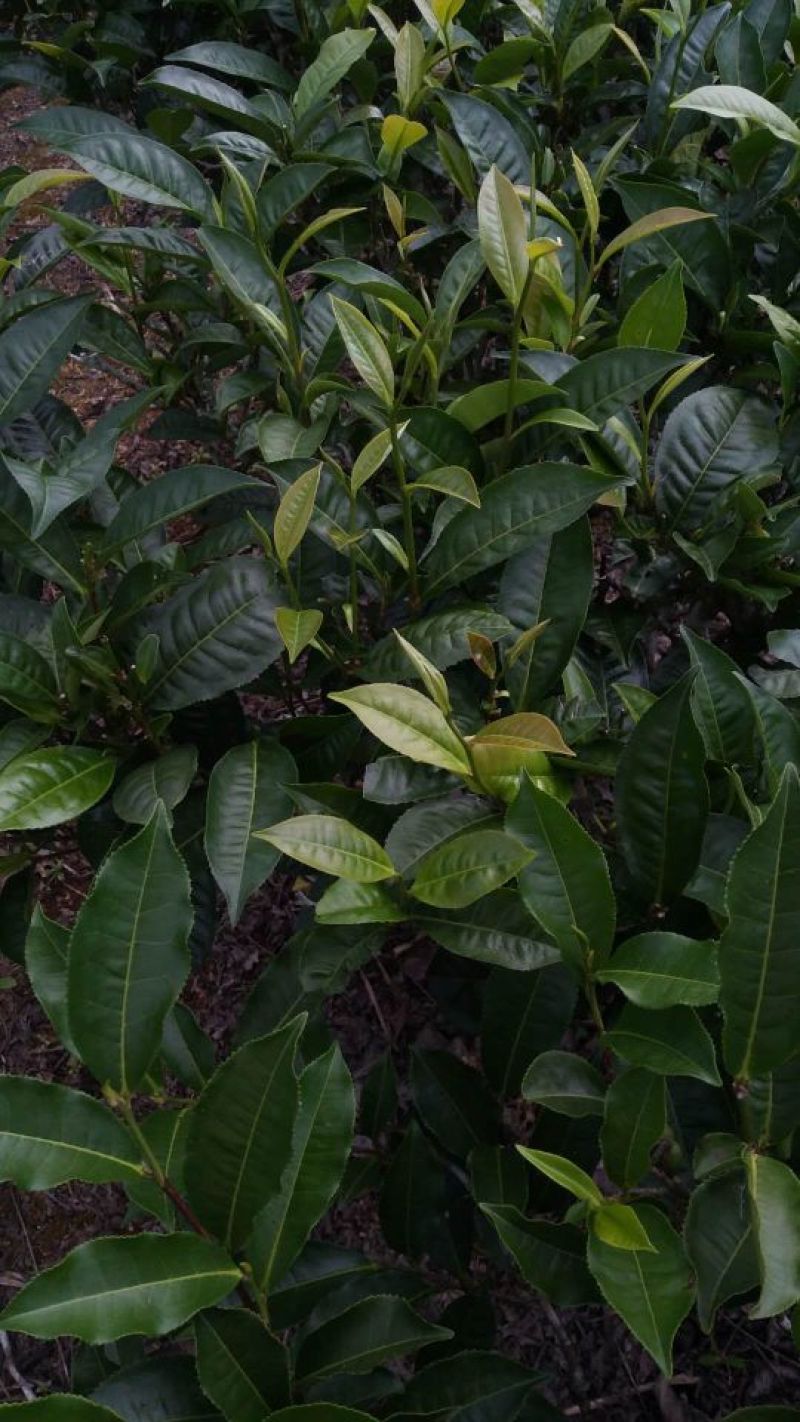 普洱茶