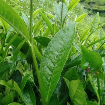 普洱茶