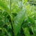普洱茶