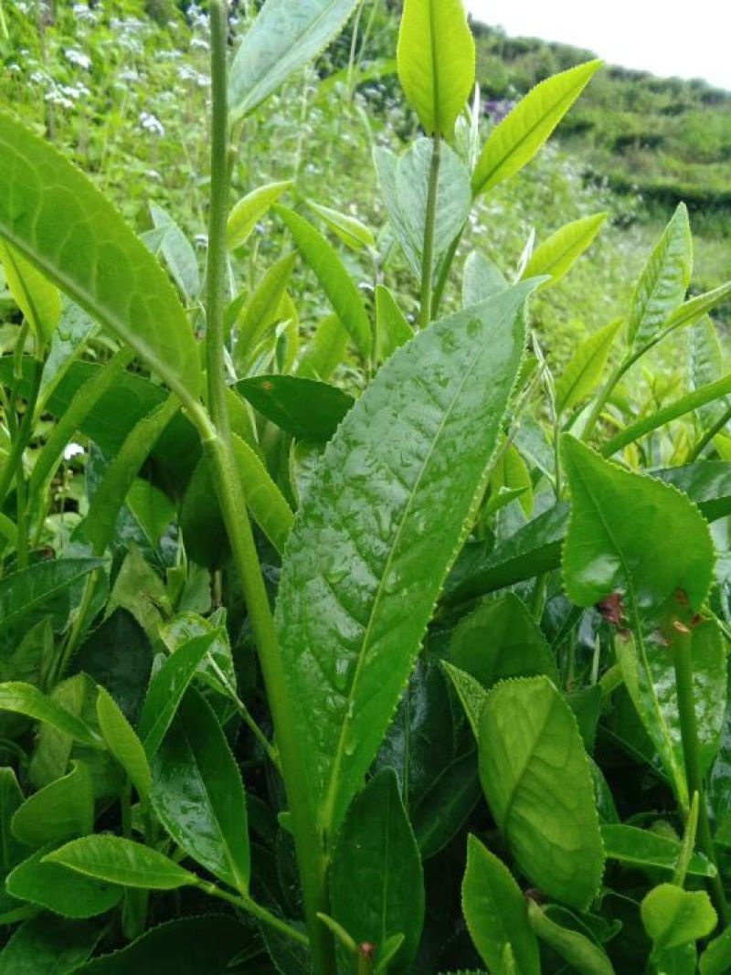 普洱茶