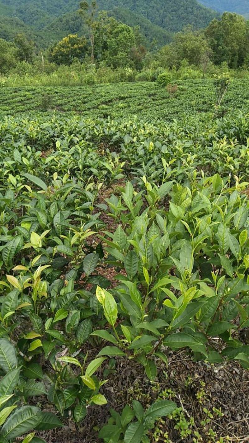 普洱茶