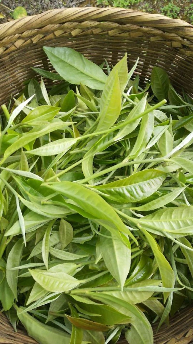 普洱茶