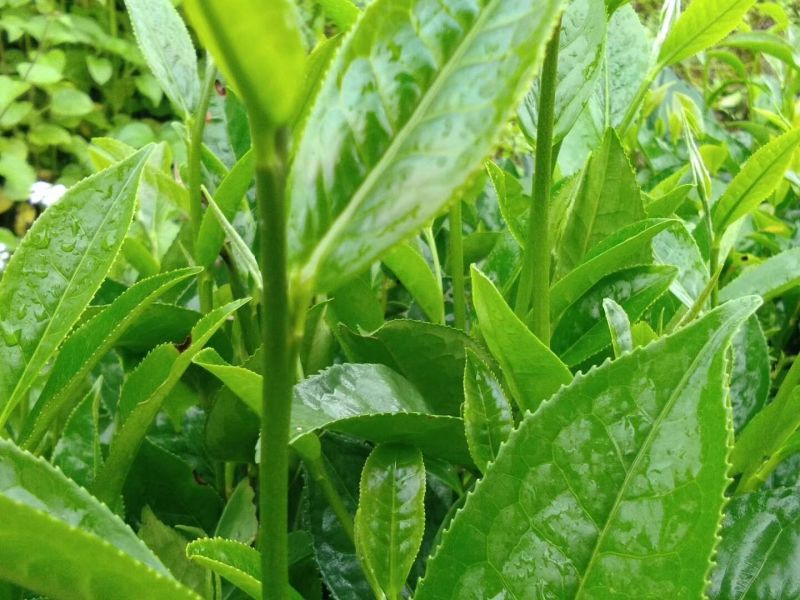 普洱茶