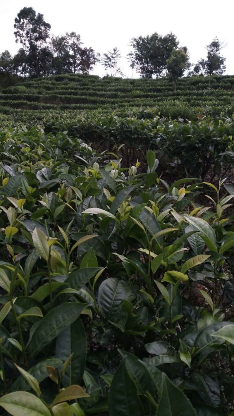 普洱茶
