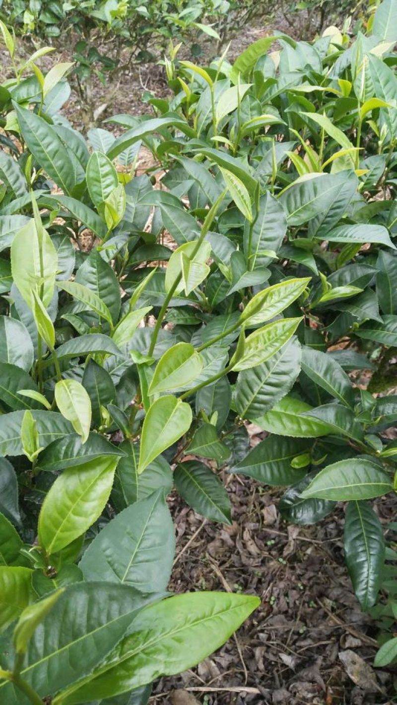 普洱茶