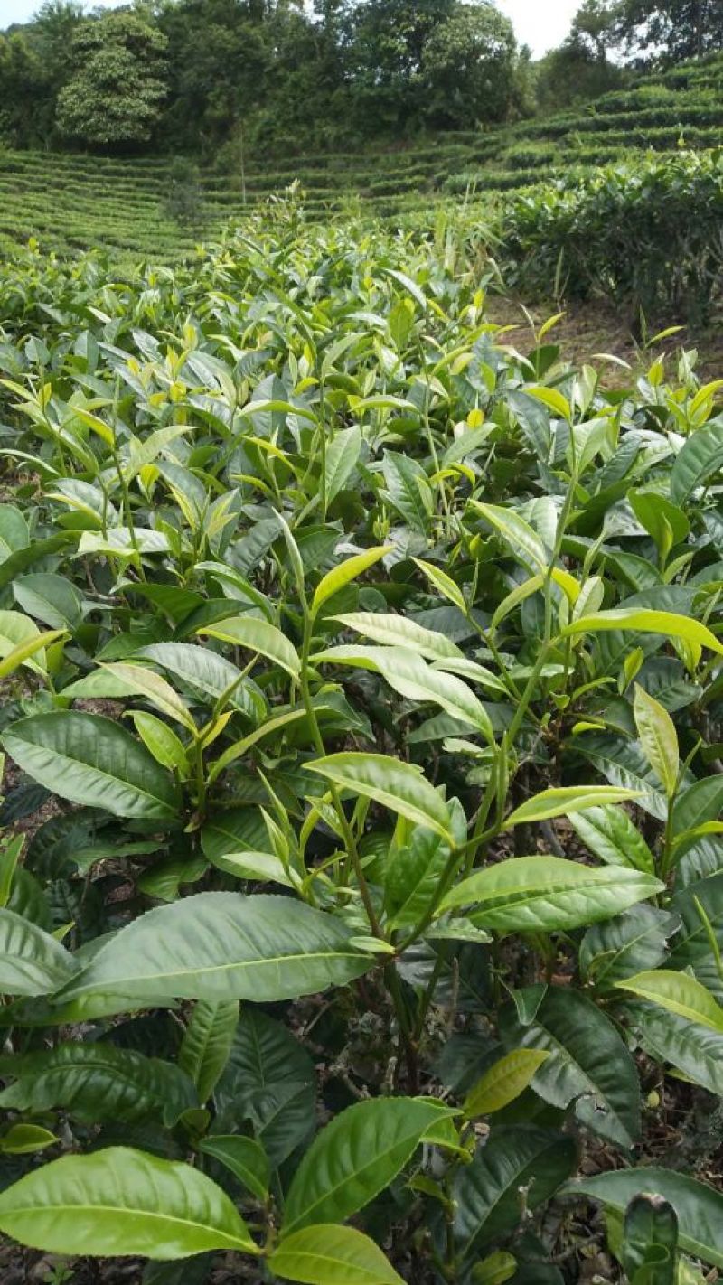 普洱茶