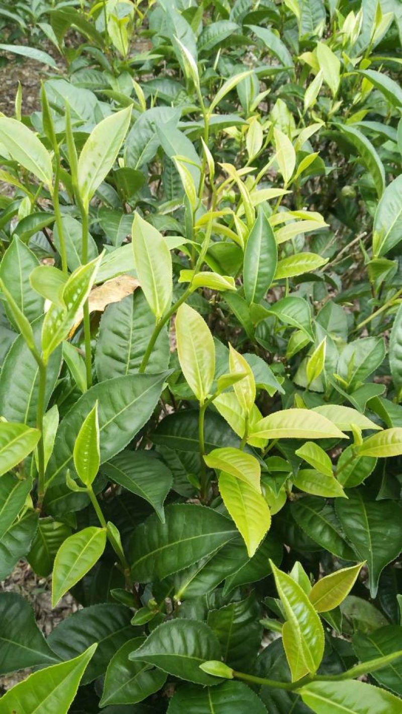 普洱茶