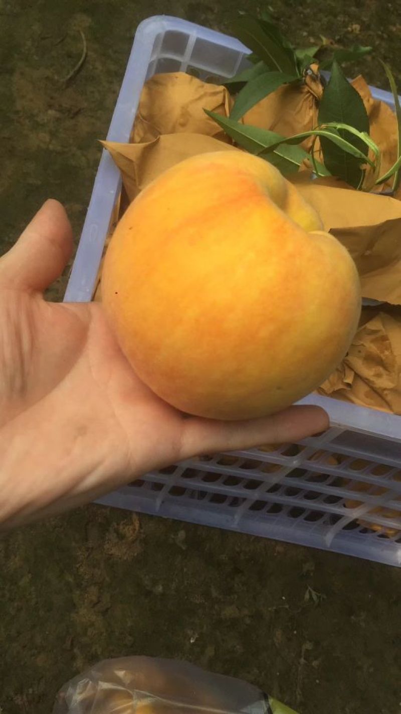 黄桃