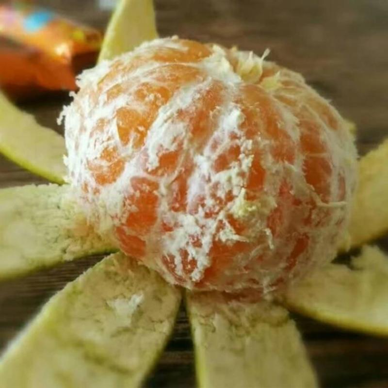 黄岩精品高山特早橘子带客户果园看货采摘保质保量
