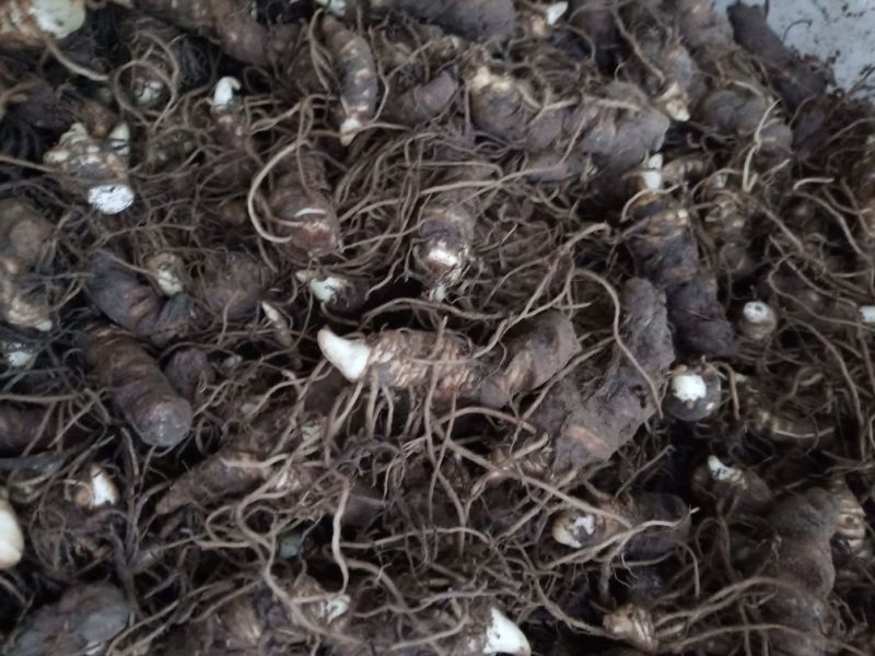 重楼种茎重楼苗粉质华重楼滇重楼种茎