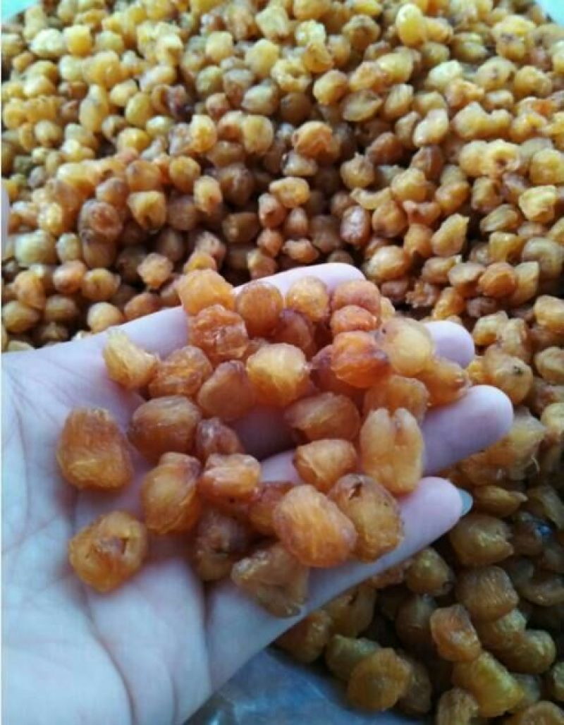 博白桂圆肉大量上市中