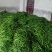 新鲜线辣椒