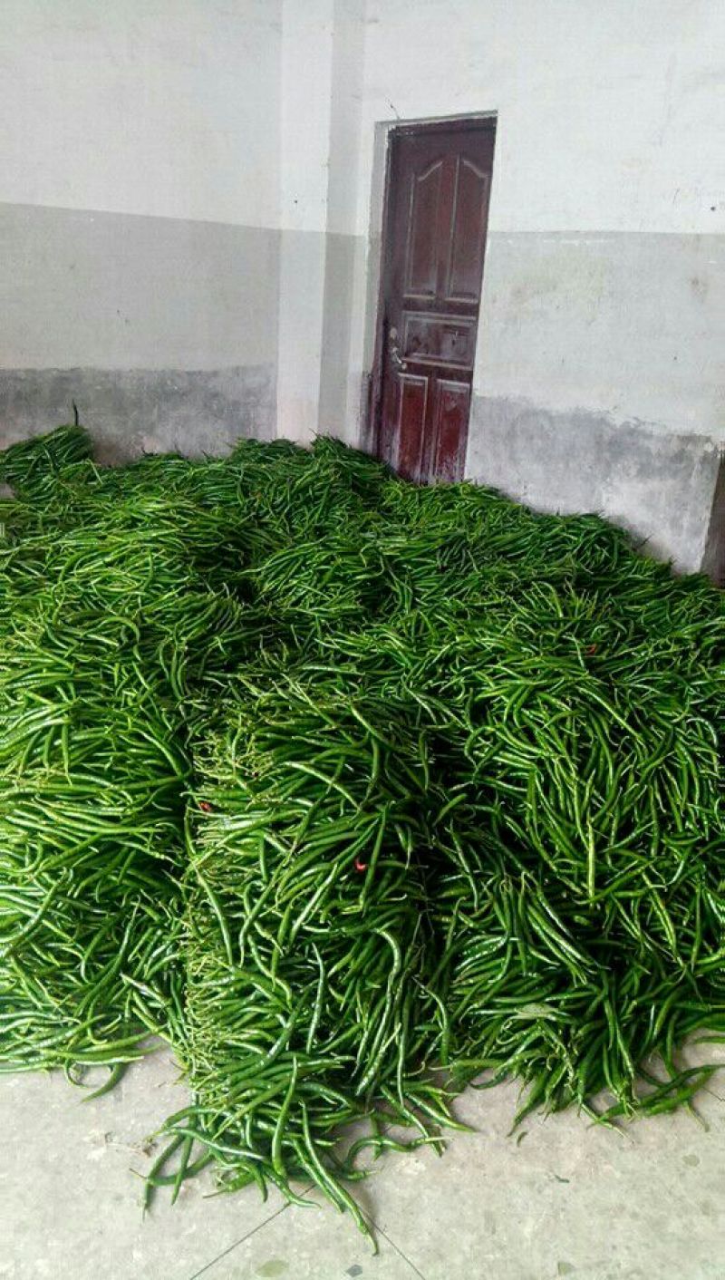 新鲜线辣椒