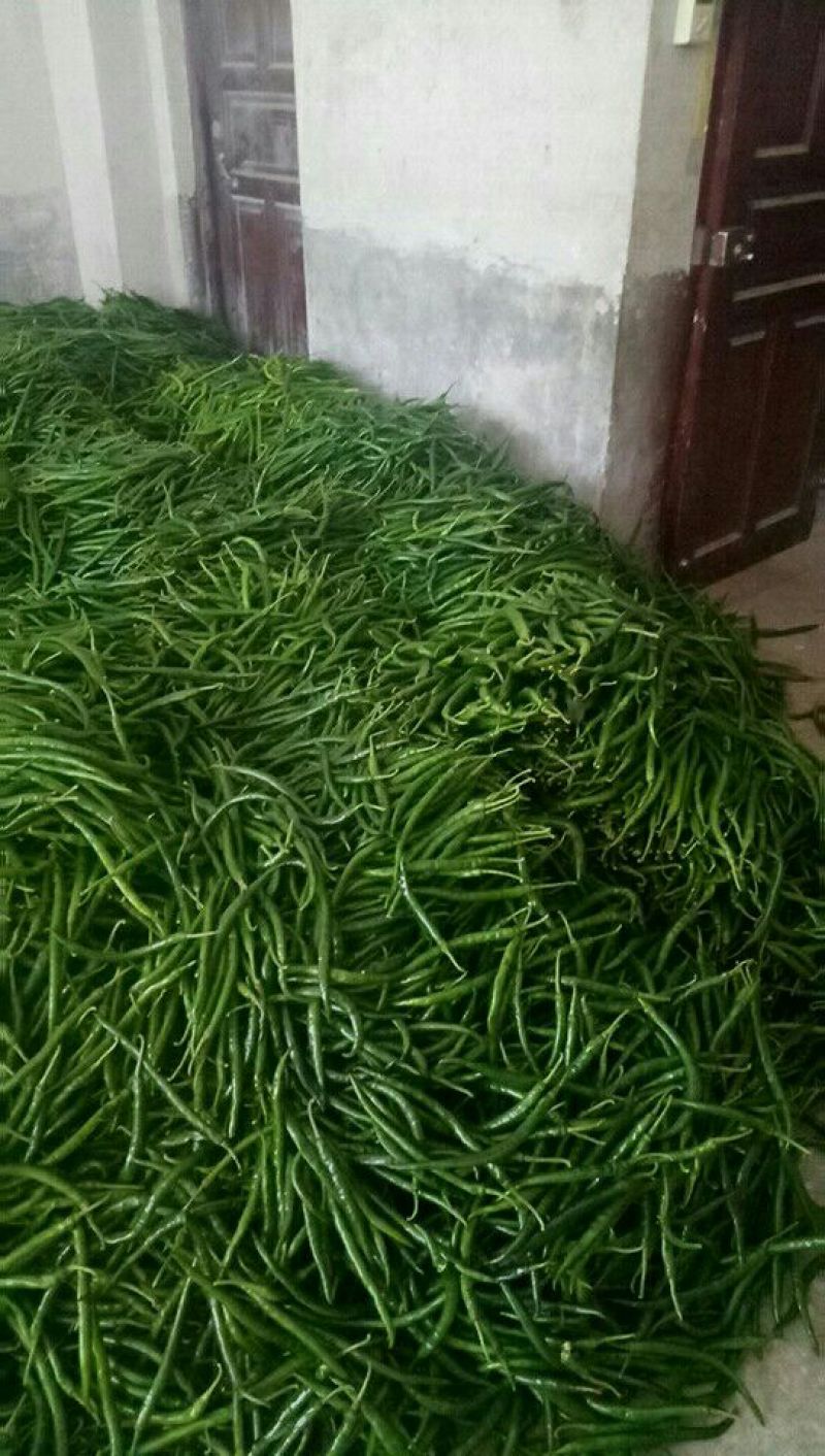 新鲜线辣椒