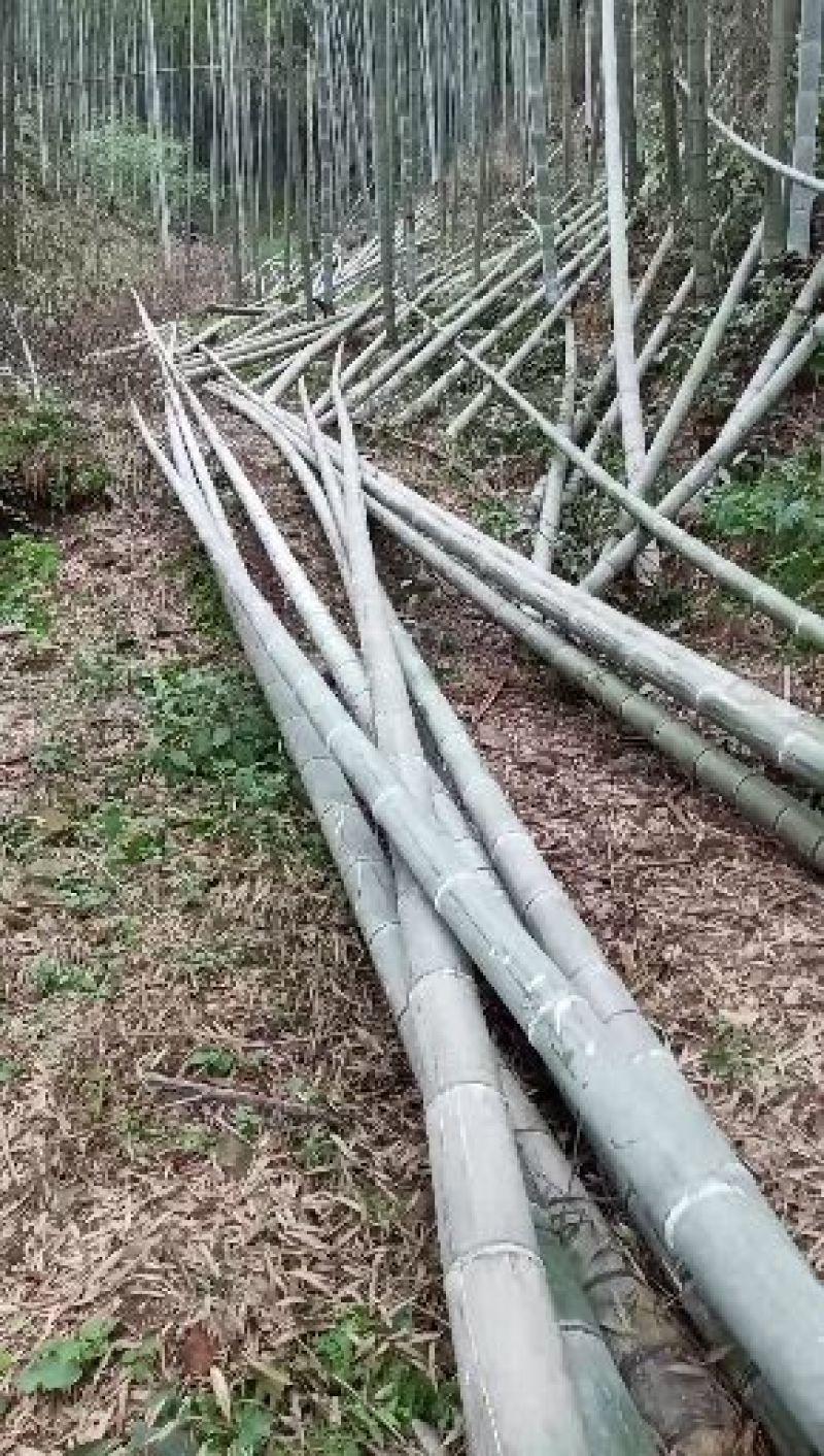 【热销】毛竹全国供应产地直销货源充足量大从优可视频看货