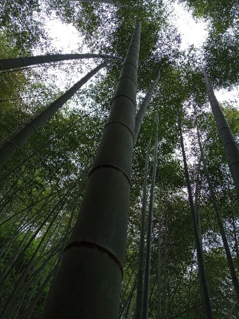 【热销】毛竹全国供应产地直销货源充足量大从优可视频看货
