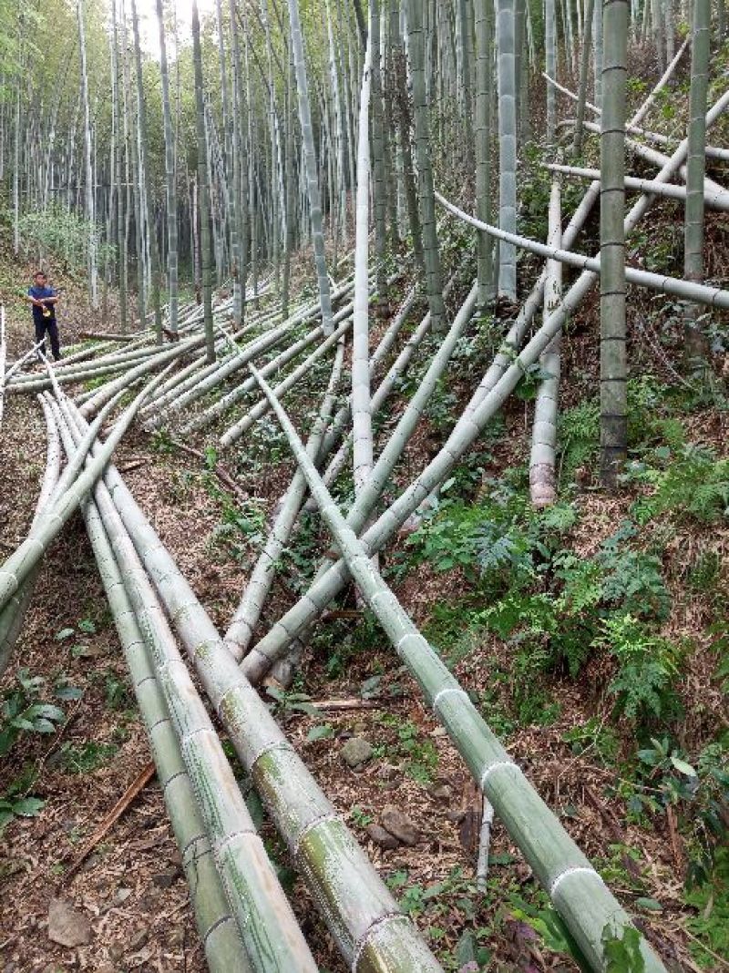【热销】毛竹全国供应产地直销货源充足量大从优可视频看货