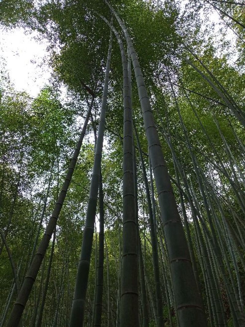 【热销】毛竹全国供应产地直销货源充足量大从优可视频看货