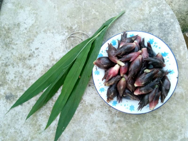 秦岭野生洋藿略阳农家自种洋藿菜五斤包邮