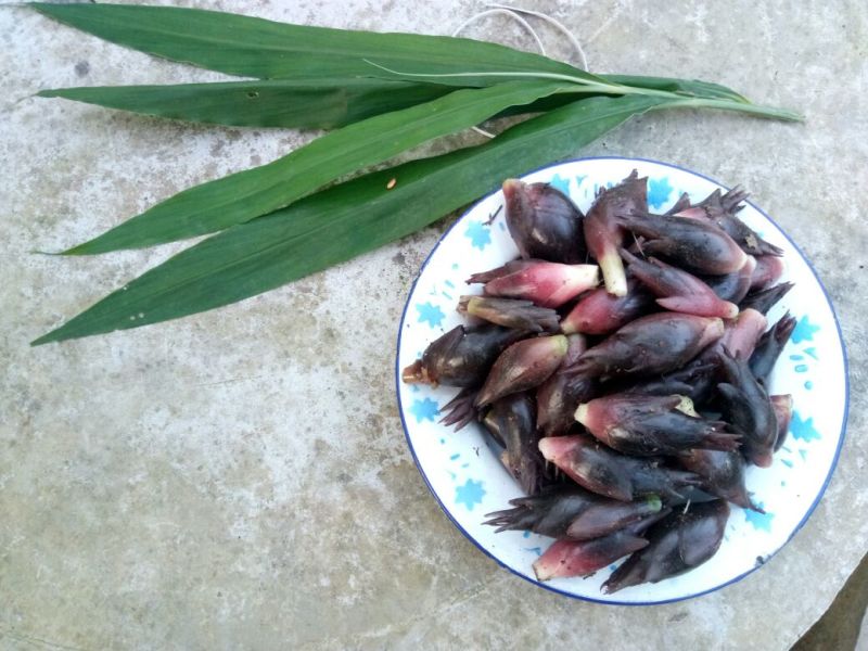 秦岭野生洋藿略阳农家自种洋藿菜五斤包邮
